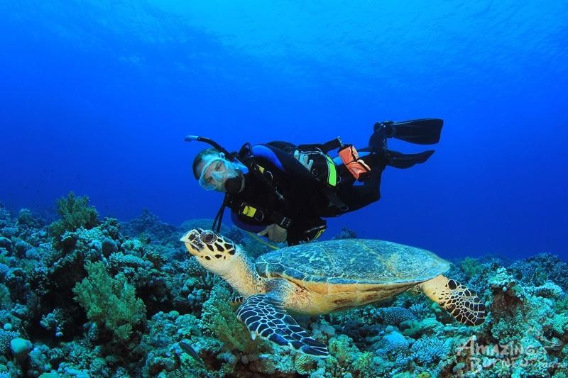 Diving - Scuba Diver and Sea Turtle.jpg